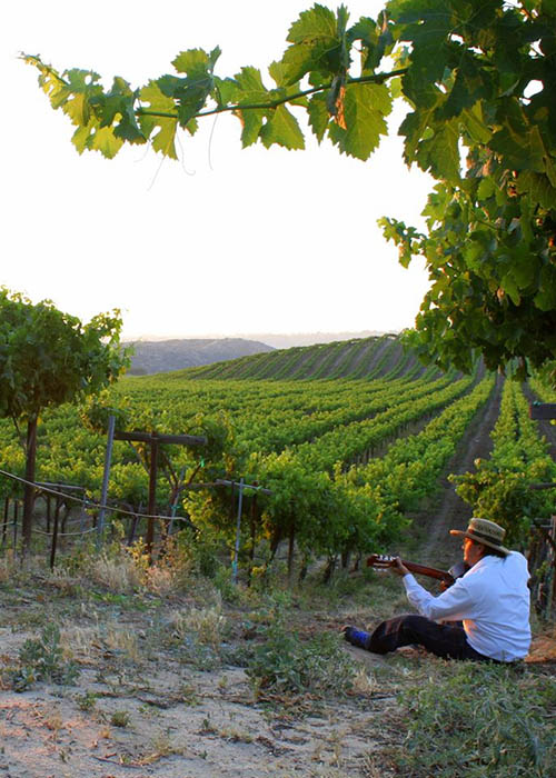 avensole-winery-dine