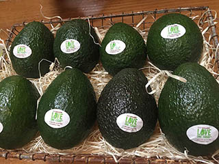 avocado-walking-tour-la