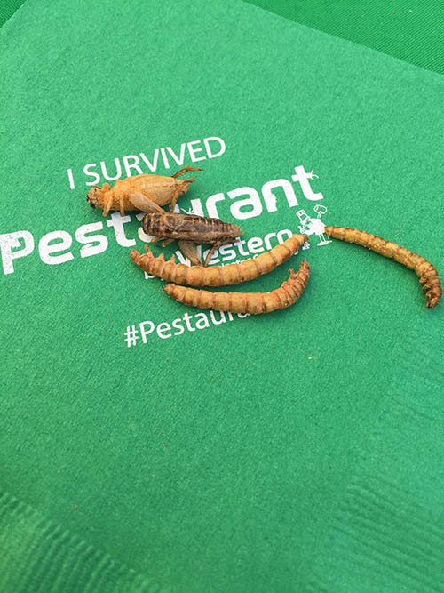 eating-bugs-story