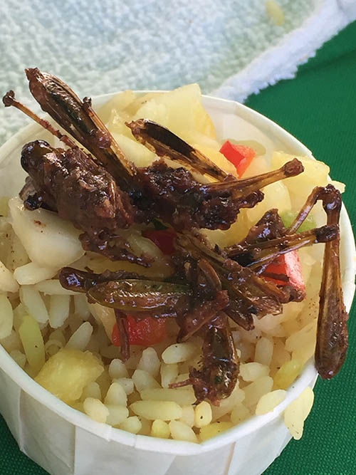 eating-bugs-story