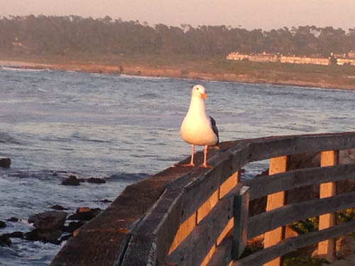travel-carmel-17-mile
